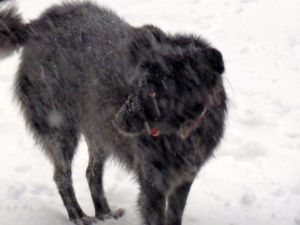 Gracie in the snow (2013)